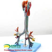 LUNG05 (12502) 2 Teile Größe Larynx, Luftröhre und Bronchialbaum Anatomie&gt; Atemwege